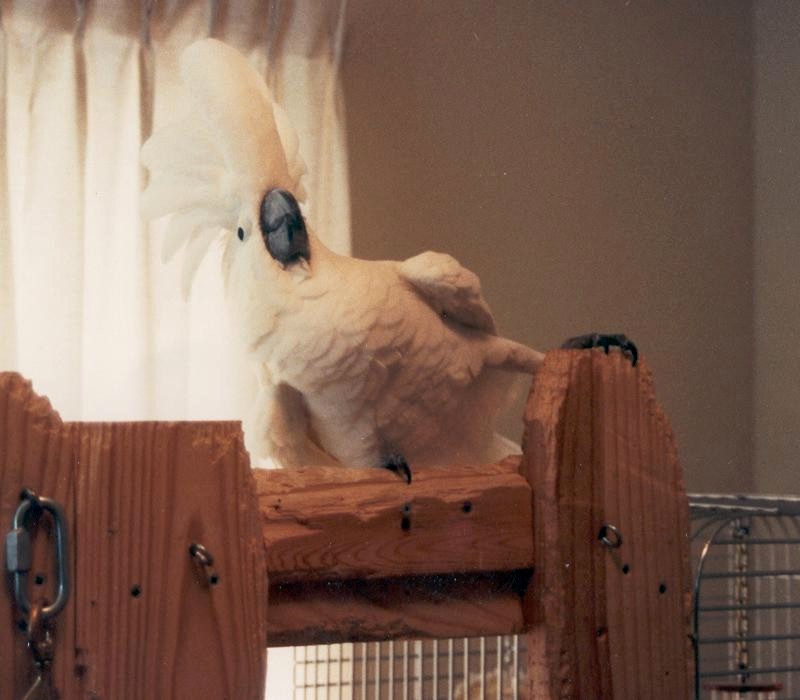 Doing the Funky Chicken