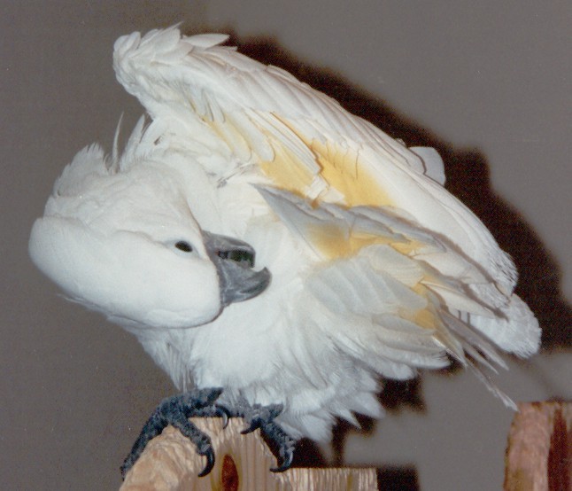 Casper Preening